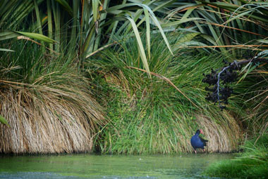 Pukeko